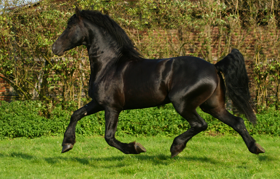 Läufer Schreibunterlage Pferd im Rapsfeld, 400 x 530 mm